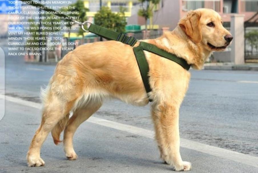 Dog leash / harness with collar