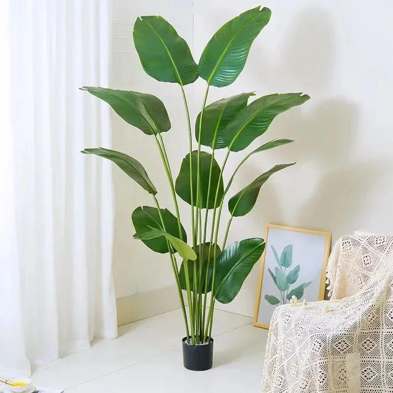 potted house tree