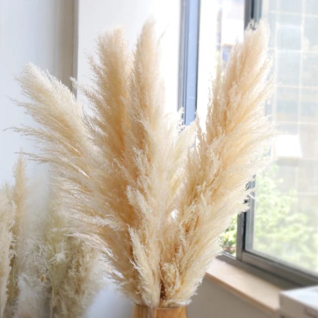 Big Fluffy Pampas Grass/dried/Decorative flowers